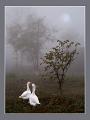 796 - EARLY IN THE MORNING - DYADKOV VLADIMIR - russian federation
